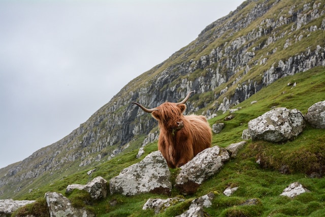 Scotland is worth visiting for the landscapes and animals like this hairy coo.